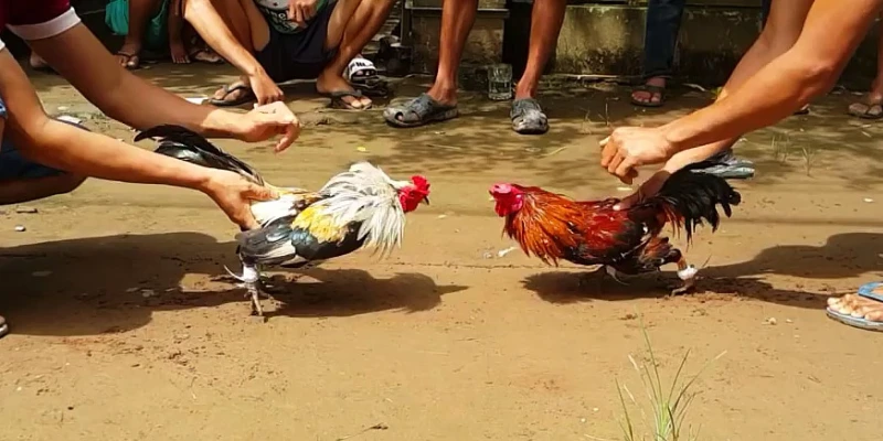 Đá Gà Cựa Dao - Trải Nghiệm Trường Gà Đẳng Cấp 33Win