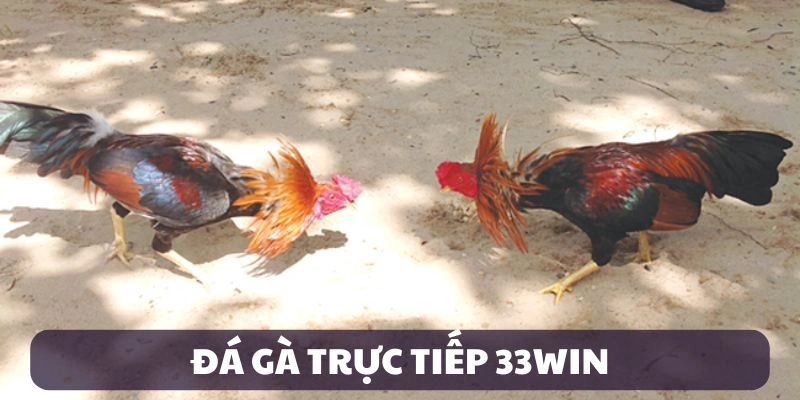 Đá Gà Trực Tiếp 33WIN — Trải Nghiệm Cuộc Chiến Nảy Lửa